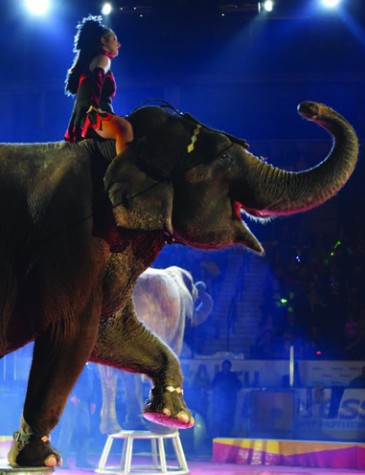 Elephants, performers and poodles, oh my!