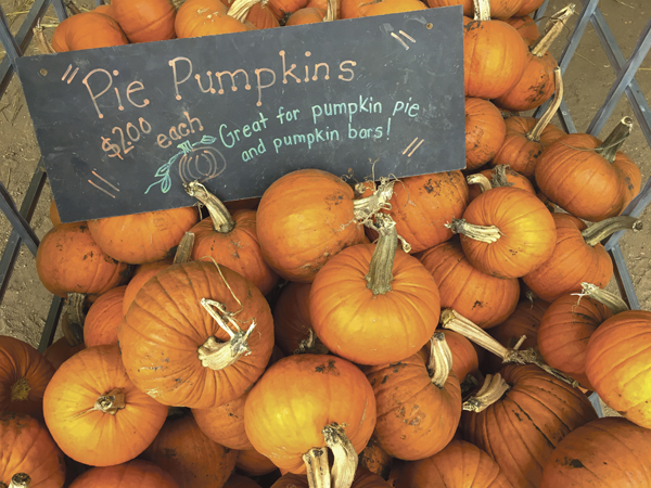 Nelson's Pumpkin Patch in Emerado, N.D. sells pumpkins such as these during the fall season.