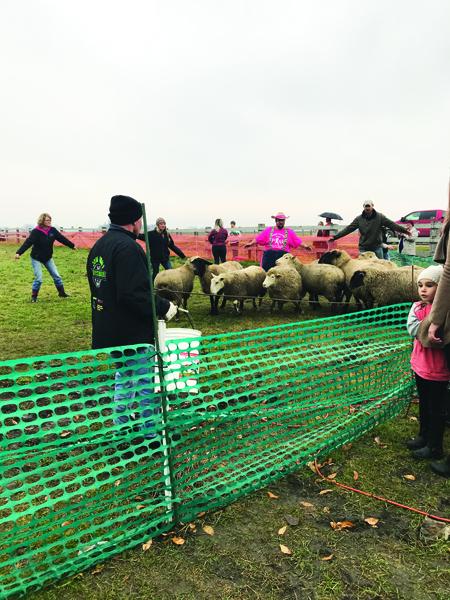 Mutton Bustin'