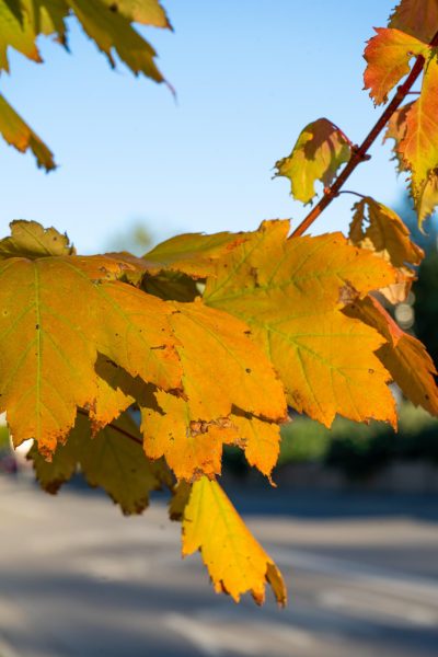 Fall Foliage Viewing in North Dakota