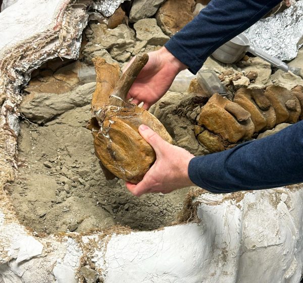 Volunteers Assist in Preparing Fossils