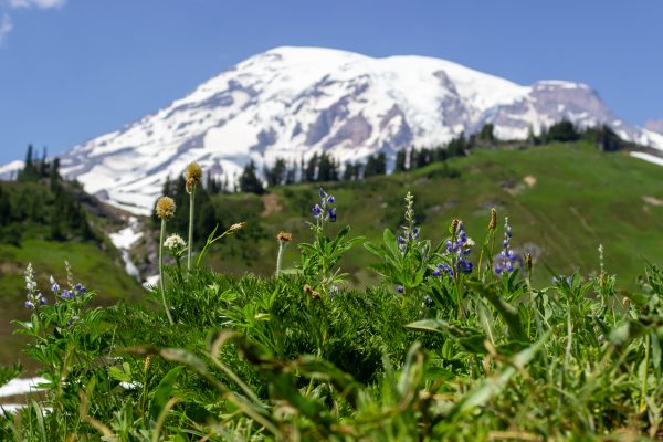 A mountain behind trees.